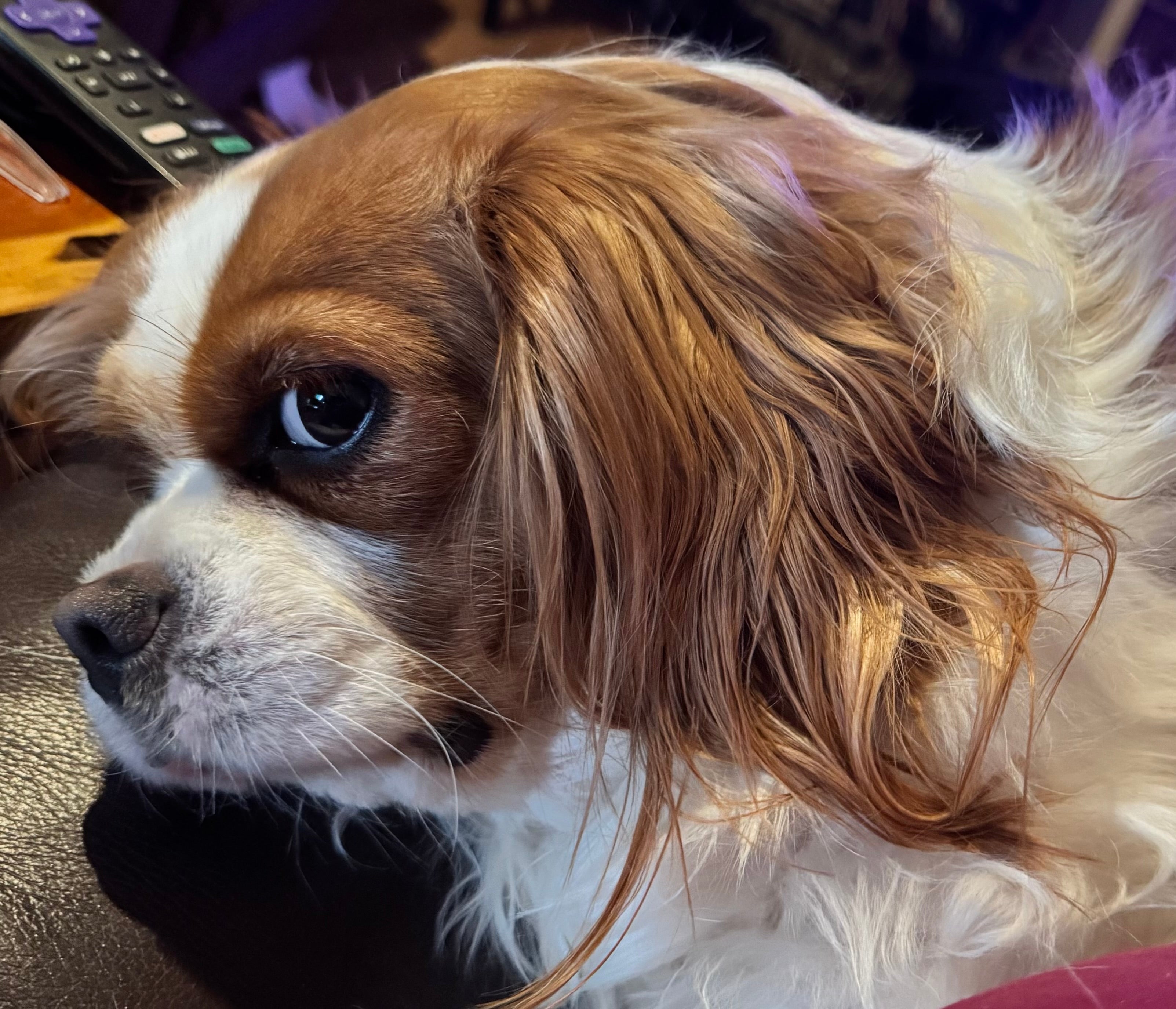 Animals and Pet Supplies example products