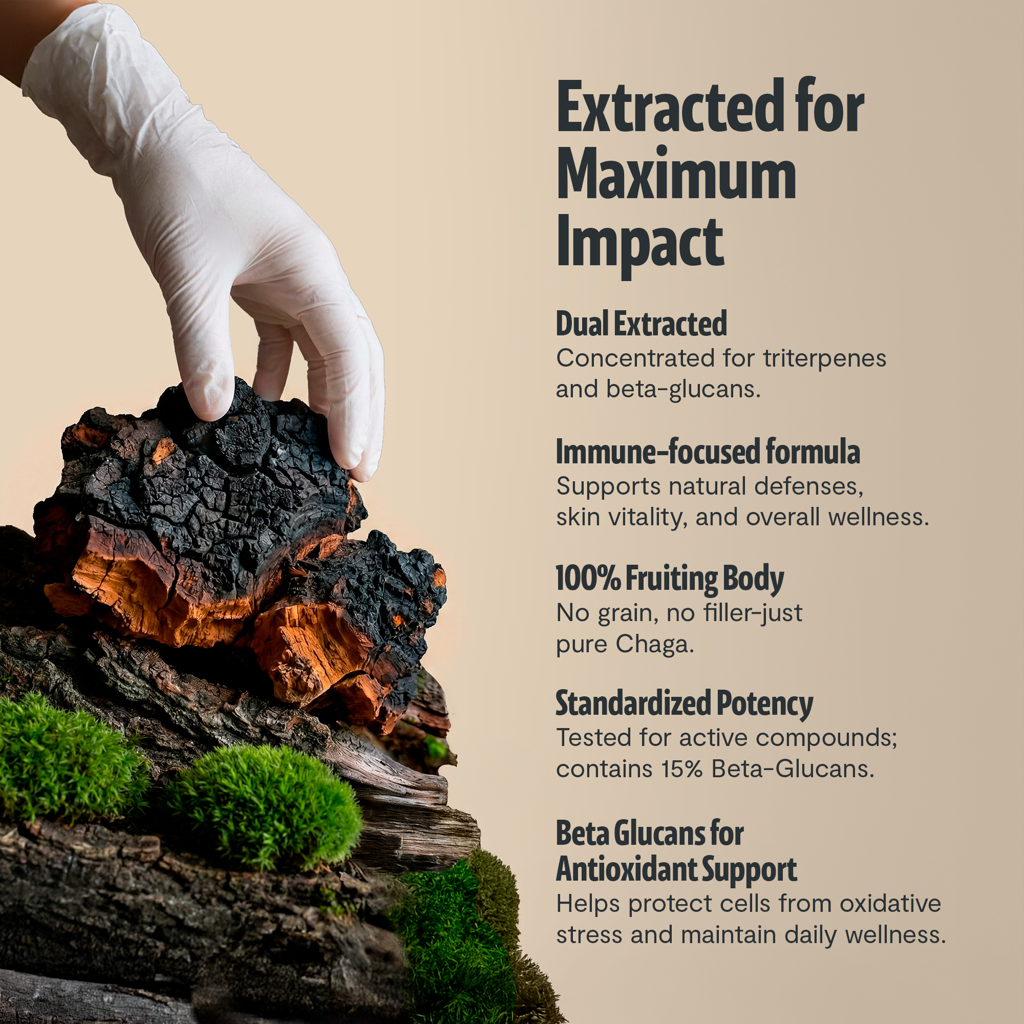 Chaga Mushroom Extract Capsules