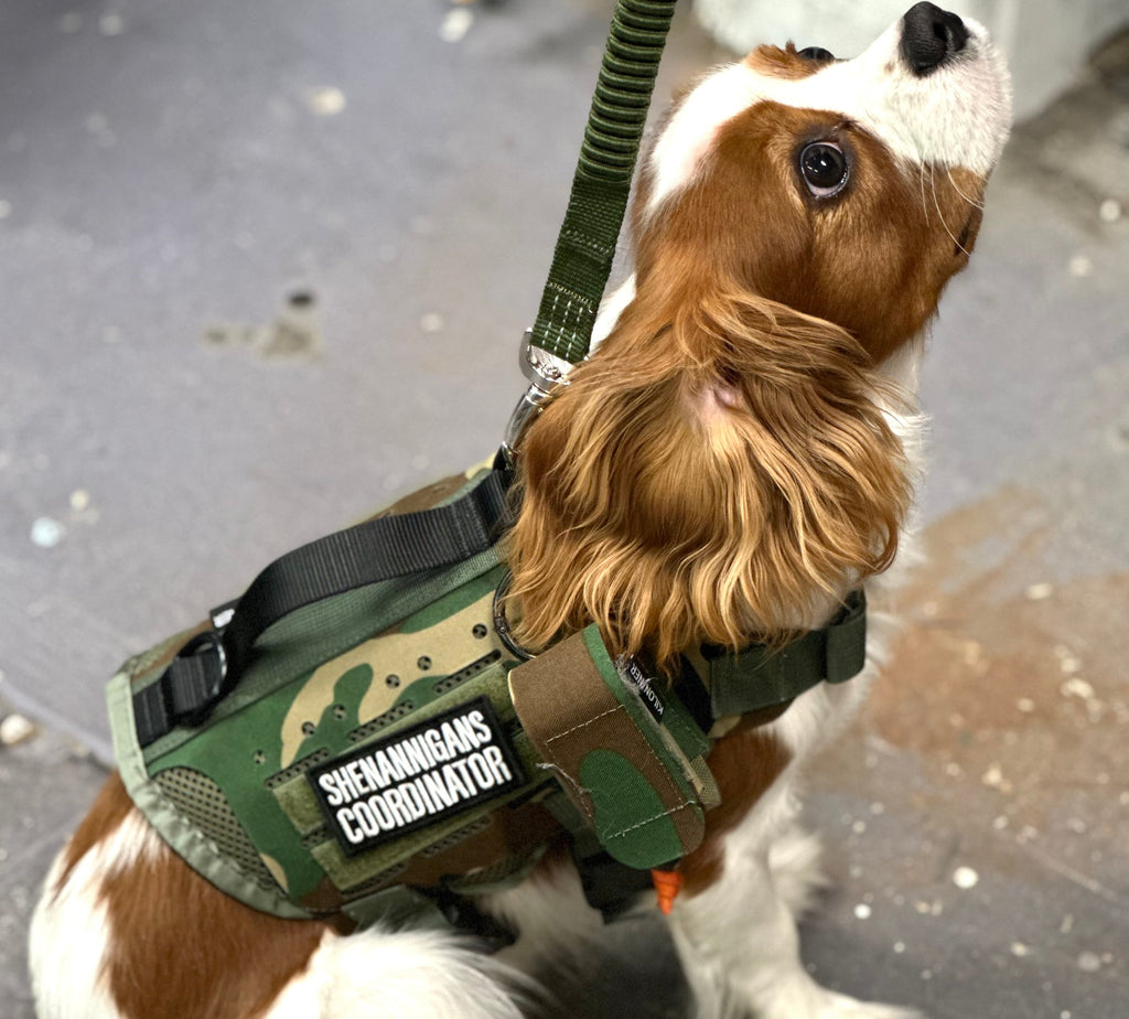 Shenannigans Coordinator  Morale Patch