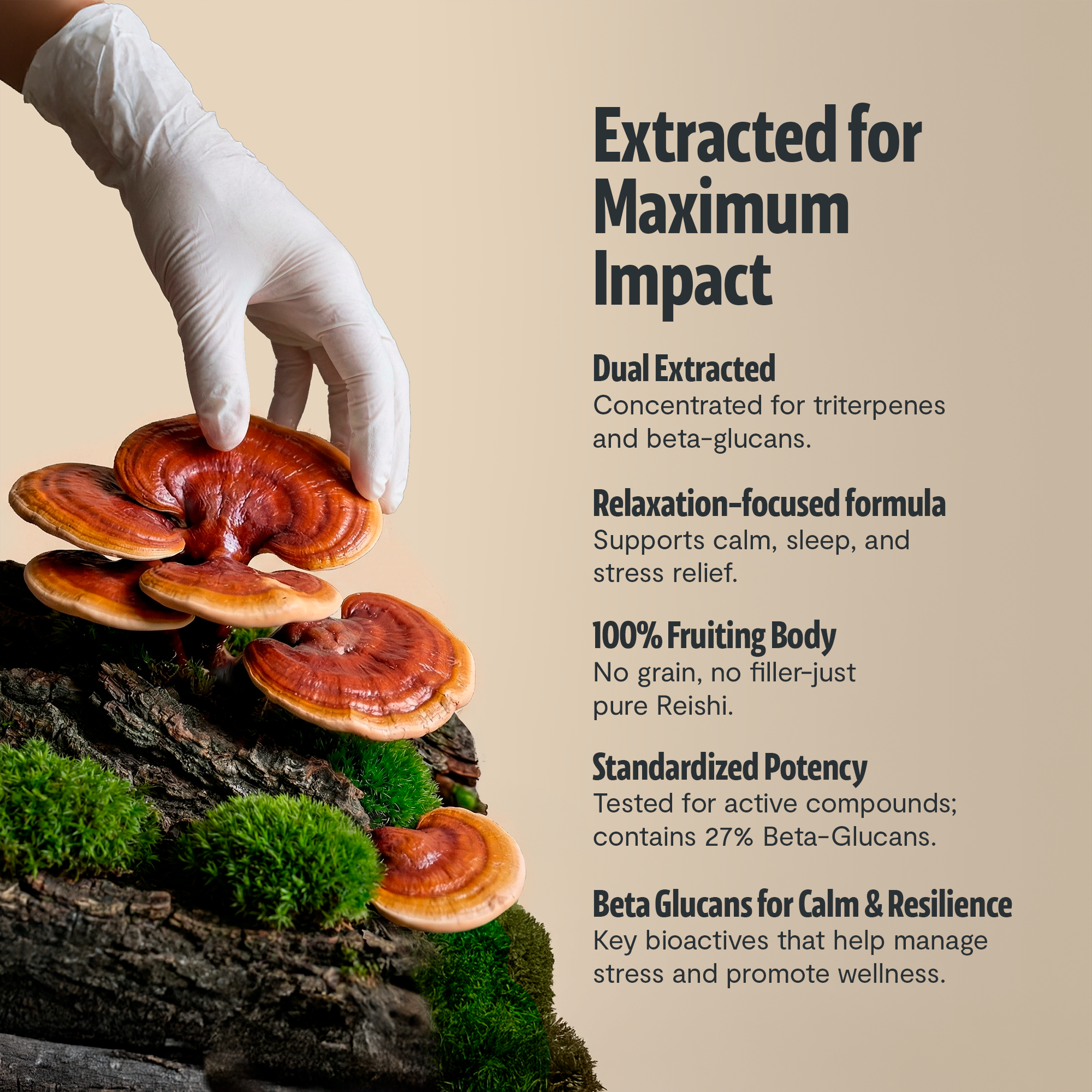 Reishi Mushroom Extract Powder